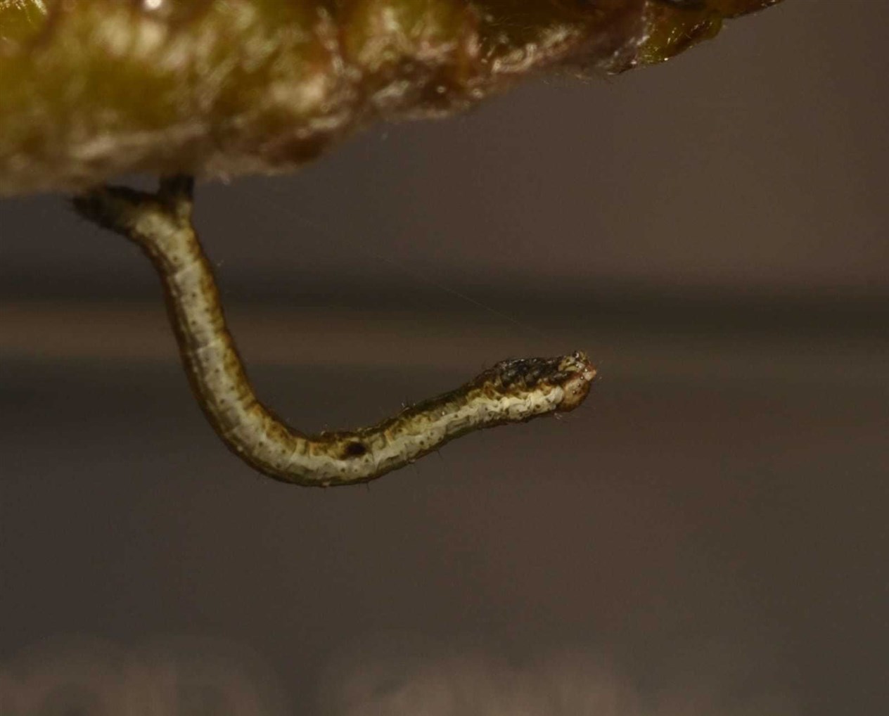 A dark bordered beauty moth caterpillar. All pictures: RZSS unless otherwise stated.