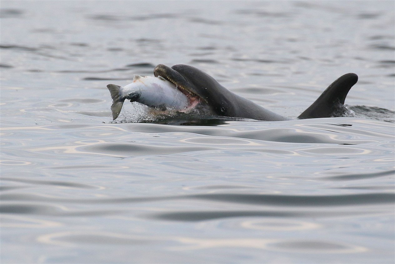 Moray Firth bottlenose dolphins breach the surface near Chanonry Point. Picture: Ally Kemp