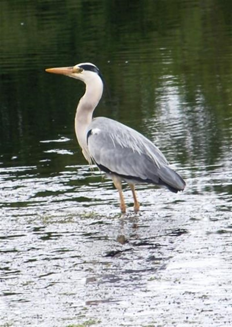 A heron on Wick River by Anne Campbell.