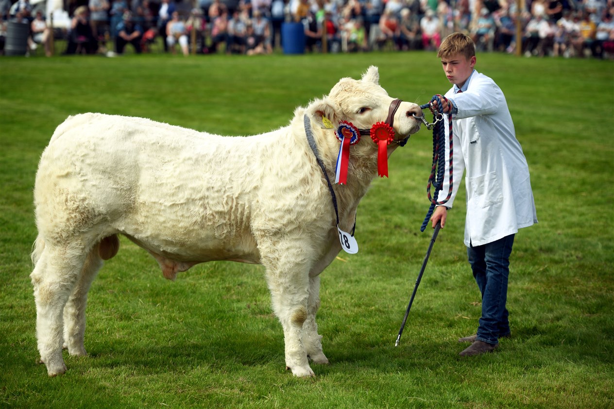 Two youngsters in the show ring. Picture: James Mackenzie.