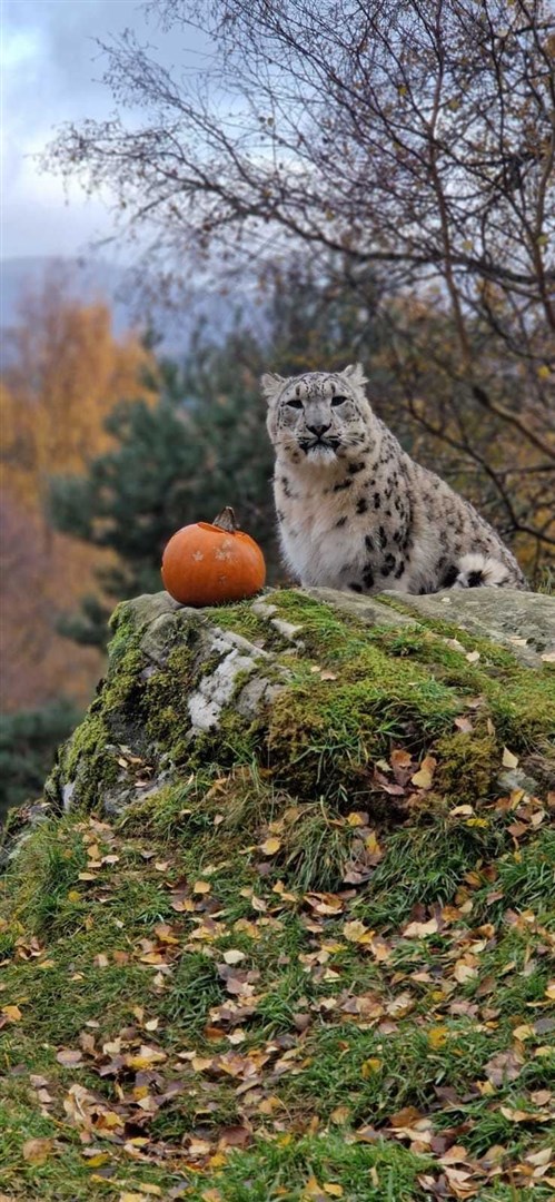 This Snow Leopard seems a bit unsure what to make of the Halloween celebrations at the Highland Wildlife Park.