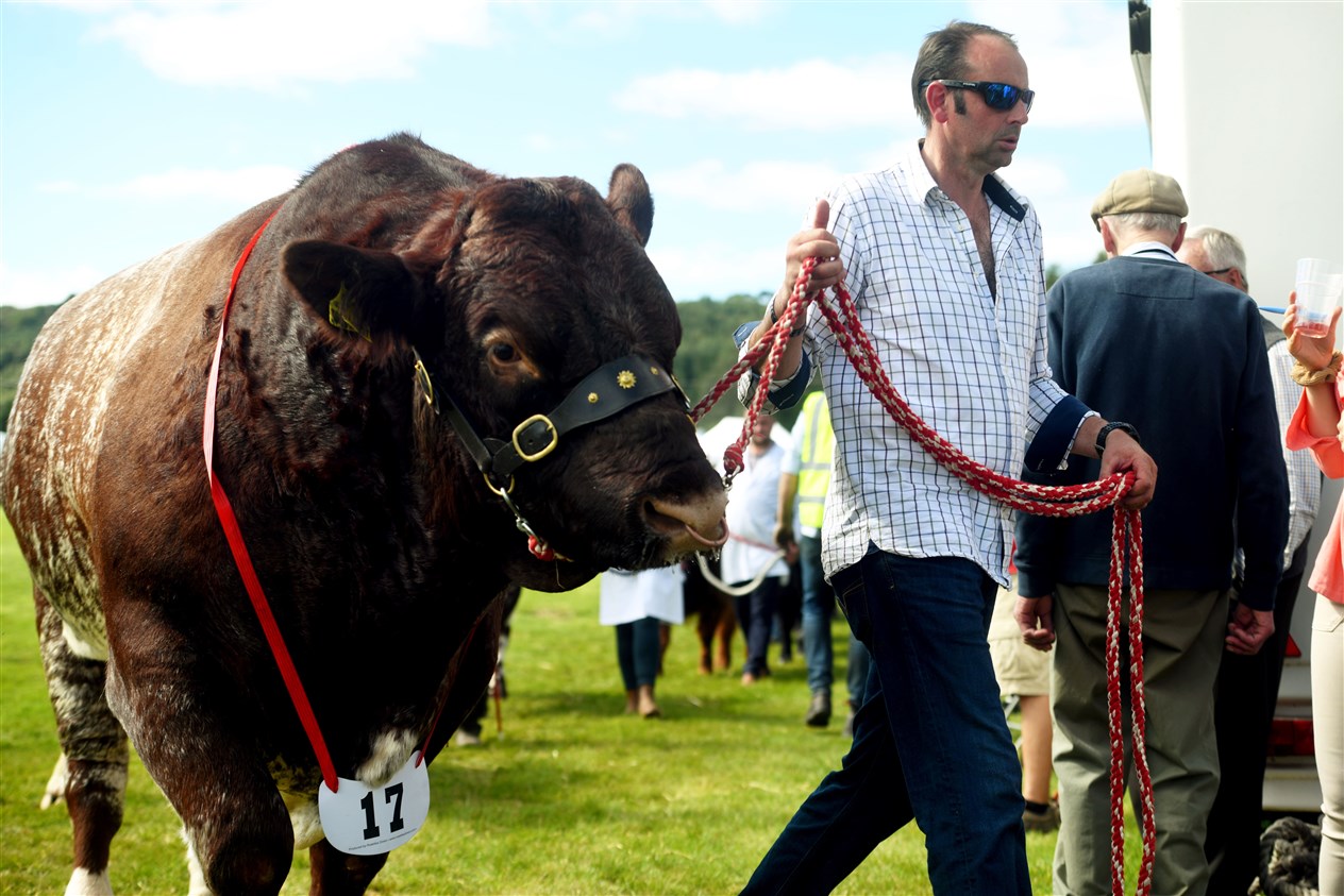A magnificent Beef Shorthorn bull exhibited by Rattray Estate Ltd. Picture: James Mackenzie.