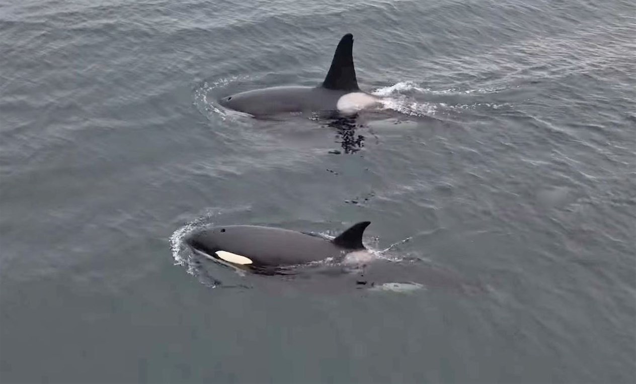 A cropped screenshot of two killer whales taken from Sam Mackay's drone footage captured at Freswick Bay.