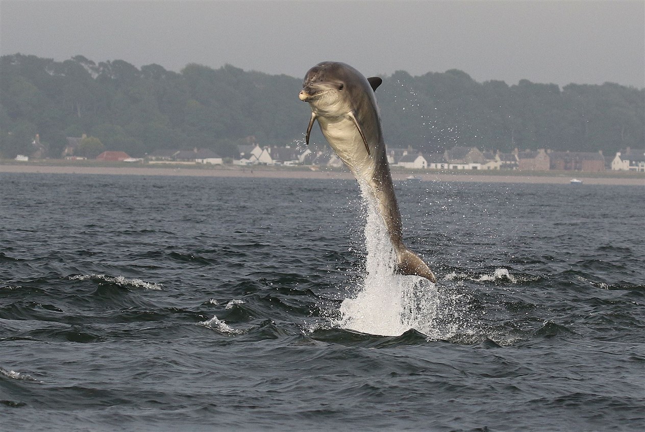 Moray Firth bottlenose dolphins breach the surface near Chanonry Point. Picture: Ally Kemp