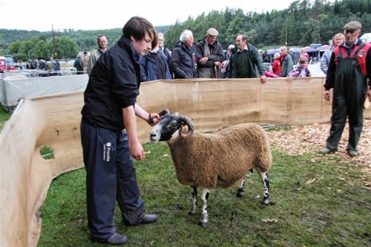 Glenrinnes Touch O' Class, the supreme winner of the sheep section