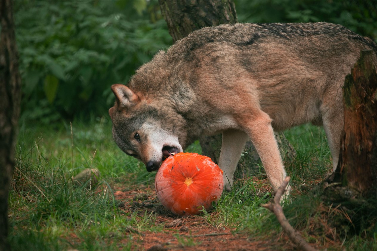 No hanging about... a wolf at the wildlife park gets stuck into a pumpkin.