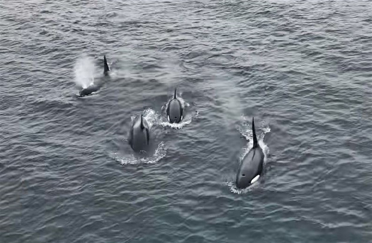 A cropped still from Sam Mackay's drone video of orcas at Freswick Bay.