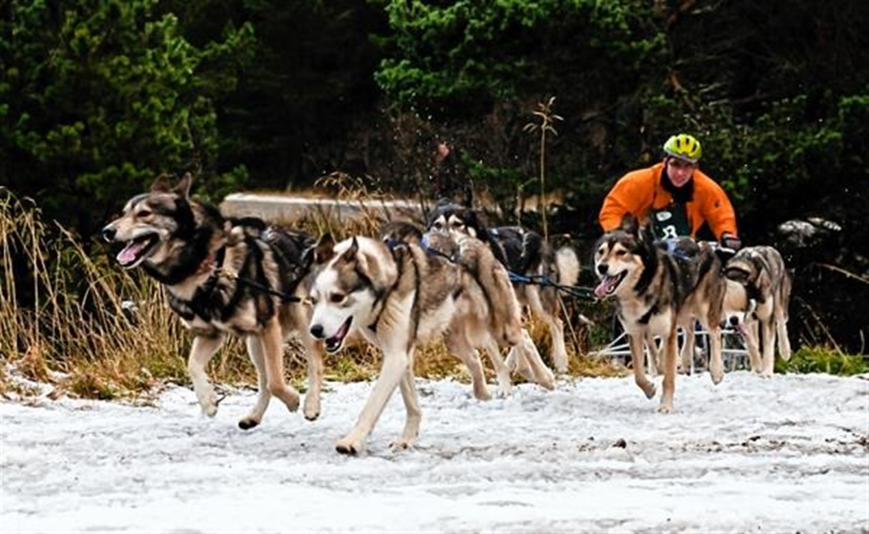 Action from the latest husky rally