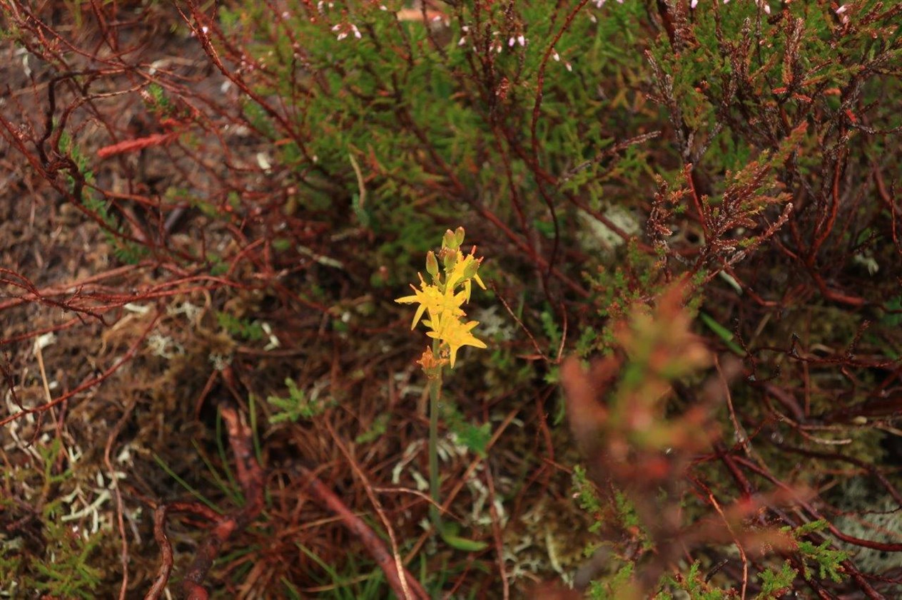 Am Faochagach (21)