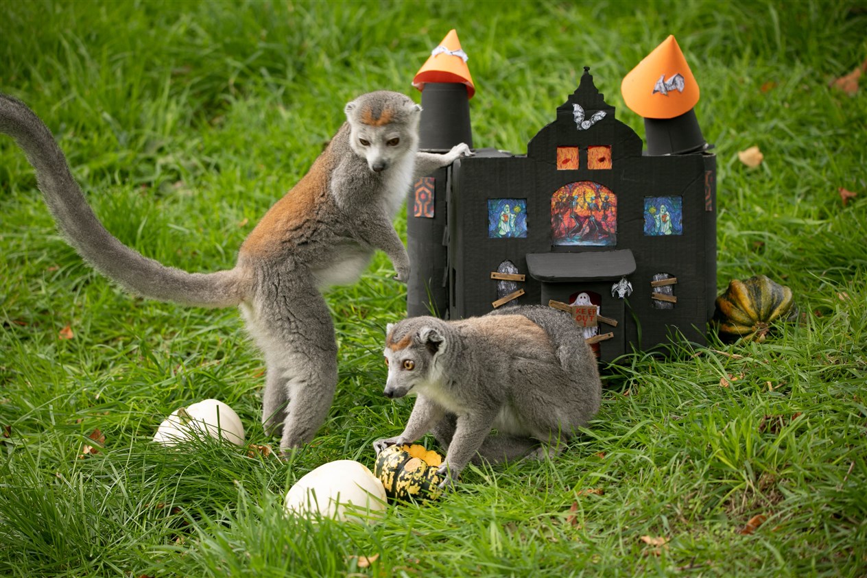 Having fun at the new haunted house at Edinburgh Zoo. All pictures: RZSS.