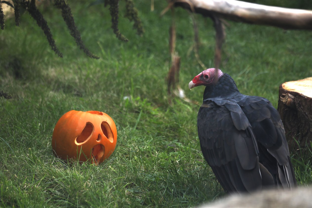 Keeping a close eye on one another – a Turkey Vulture and pumpkin.