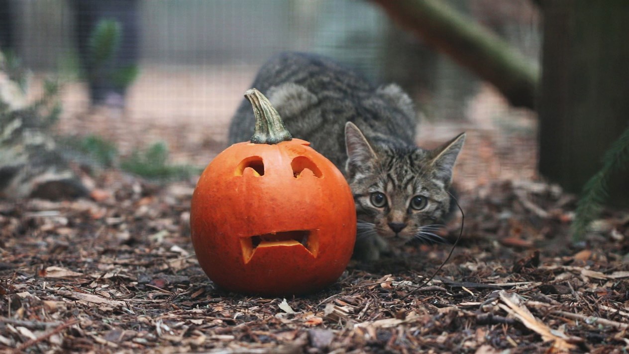 Closing in on his Halloween prey.