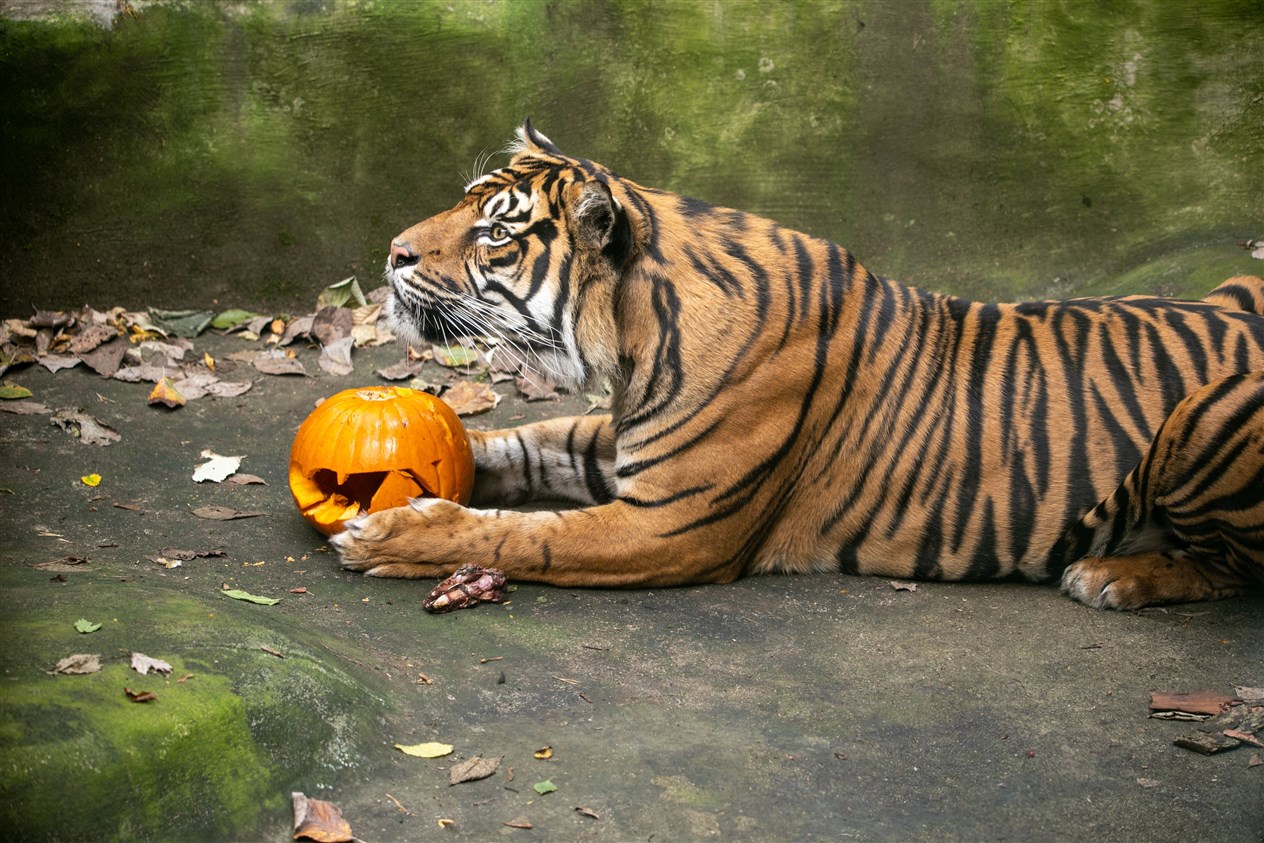 No-one is going to be taking this away from the Sumatran tiger.