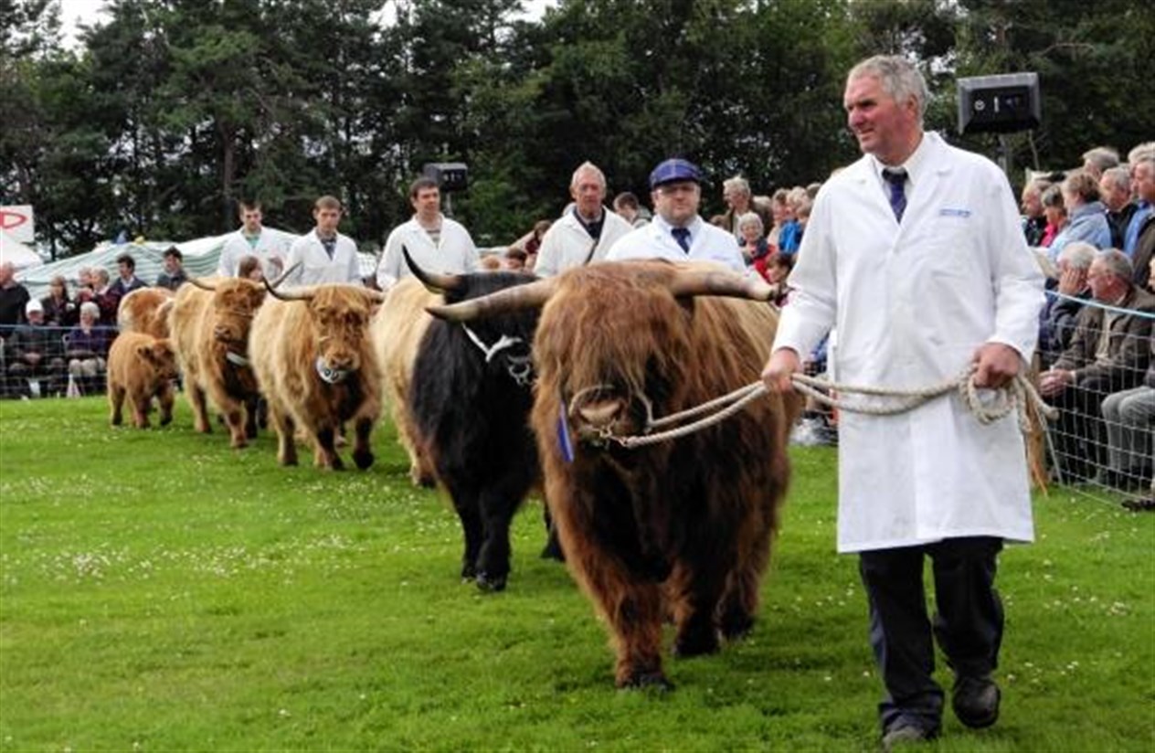 A parade of the Highland cattle