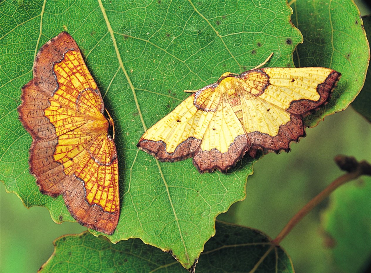 Darked Bordered Beauty Moth. Picture: Roy Leverton (Butterfly Conservation)