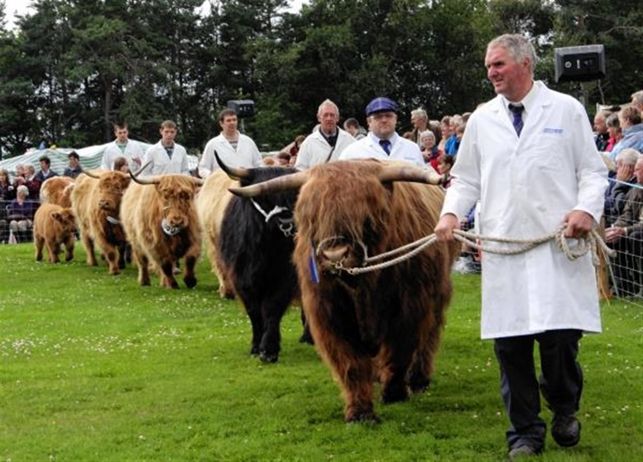 The parade of the champion cattle at today's Grantown Show