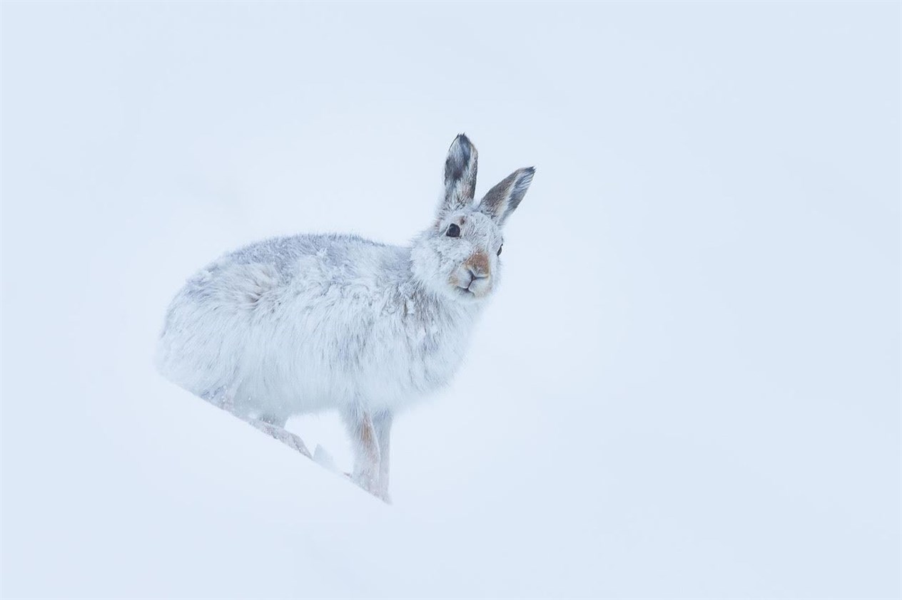 One of Andy Howard's photos.