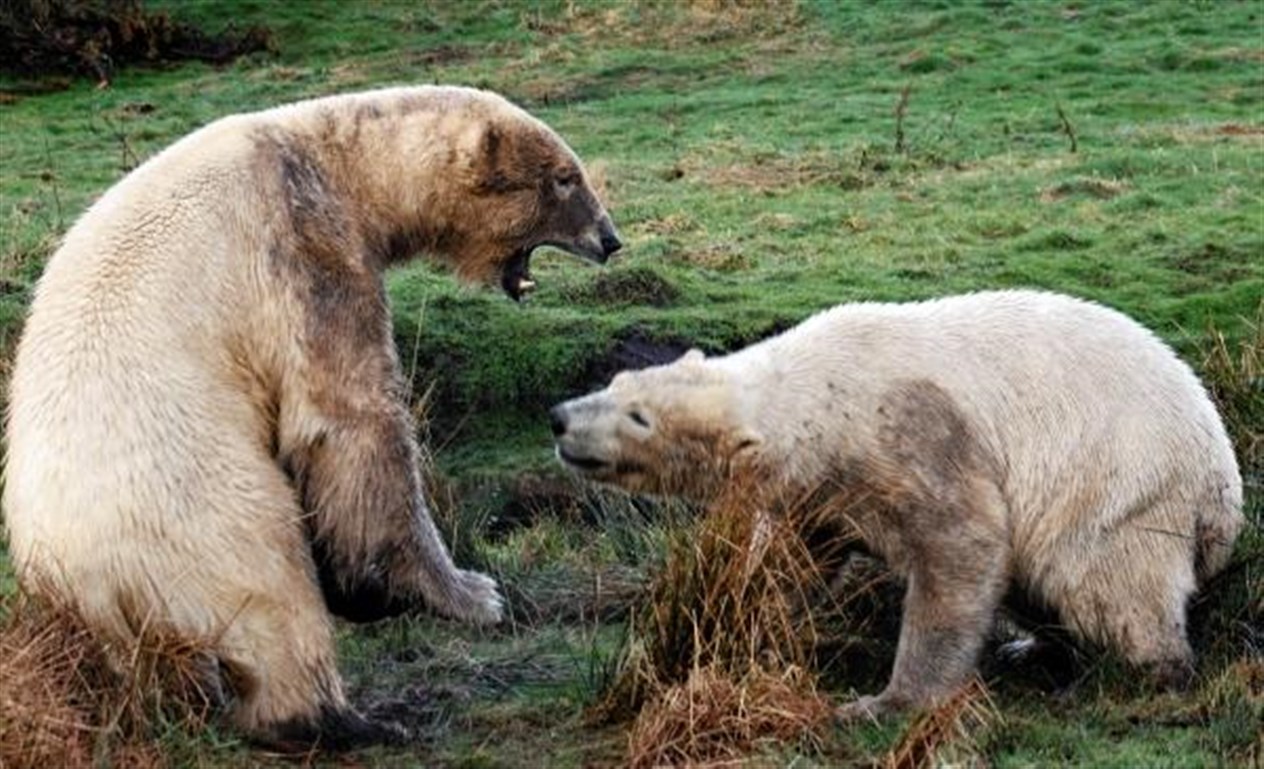 Arktos (left) and Walker - all friendly play?