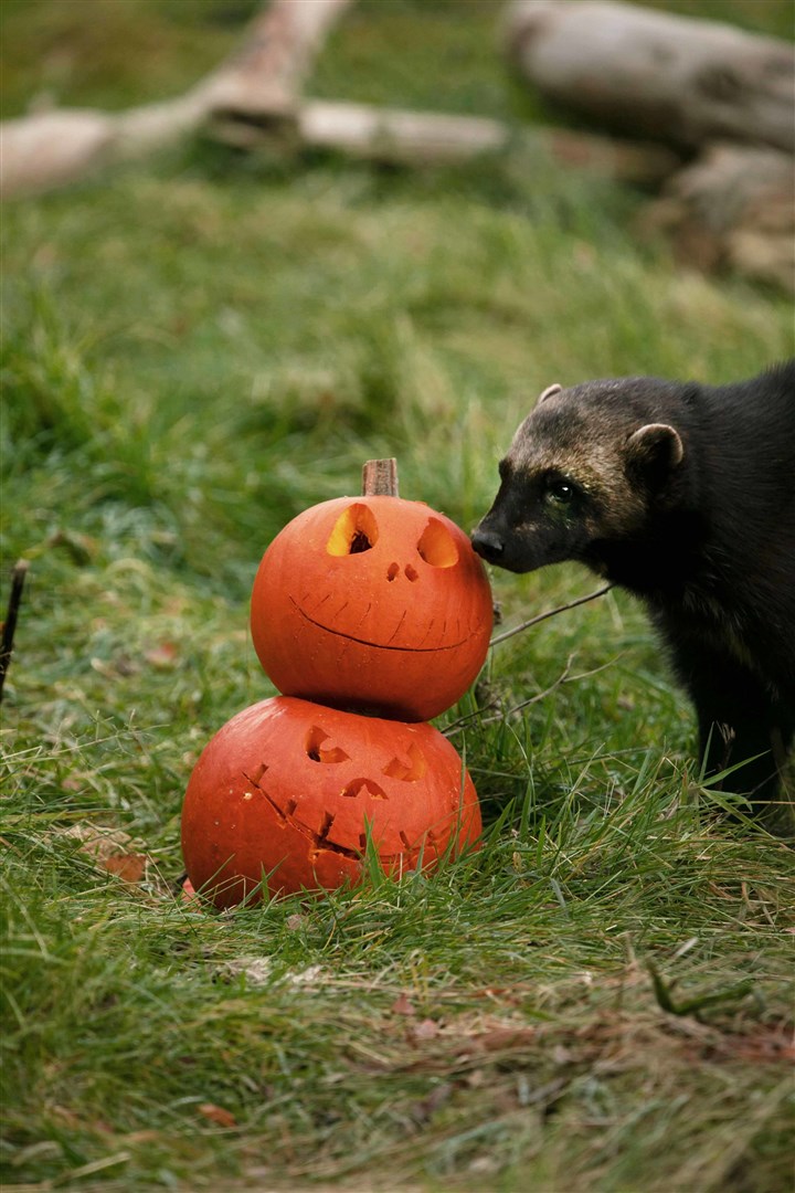 A wolverine at the Highland Wildlife Park investigates a pumpkin.