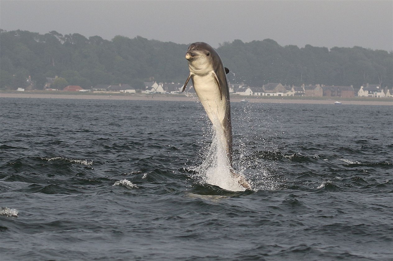 Moray Firth bottlenose dolphins breach the surface near Chanonry Point. Picture: Ally Kemp