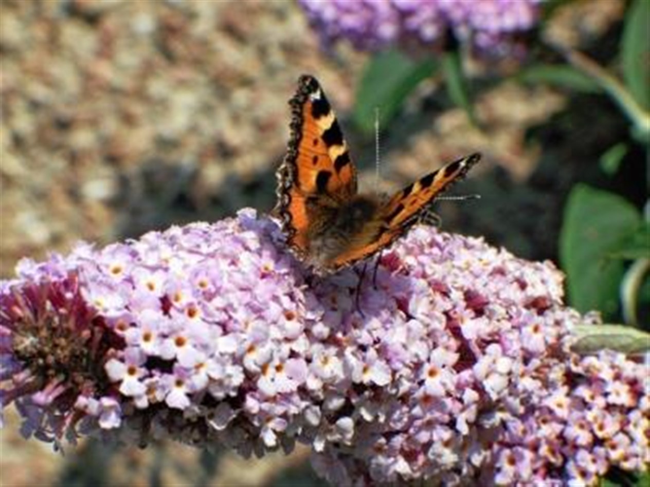 A butterfly caught on camera by Kloe Grant of Wick.