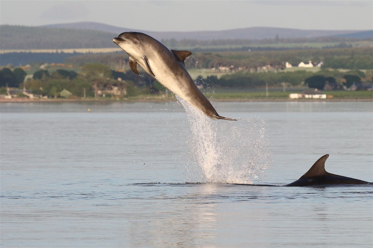 Moray Firth bottlenose dolphins breach the surface near Chanonry Point. Picture: Ally Kemp