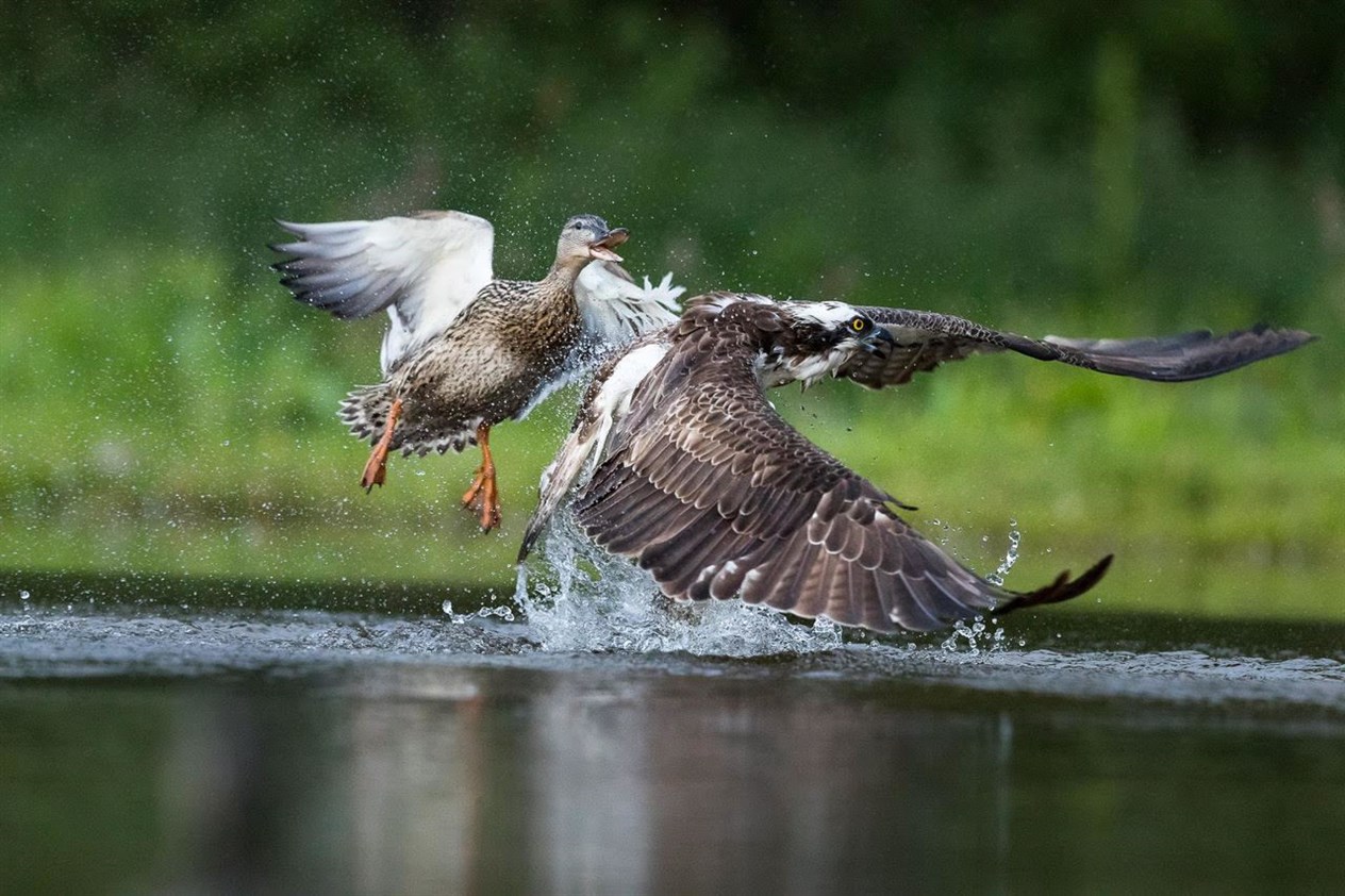 One of Andy Howard's photos.