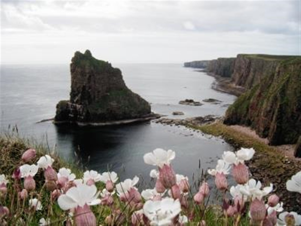 Sea campion at Duncansby by Sophie Thomas of John O'Groats.