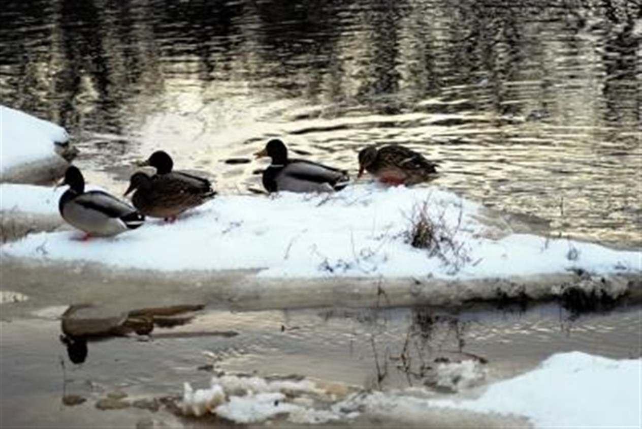 Ducks on Wick River by James Anderson.