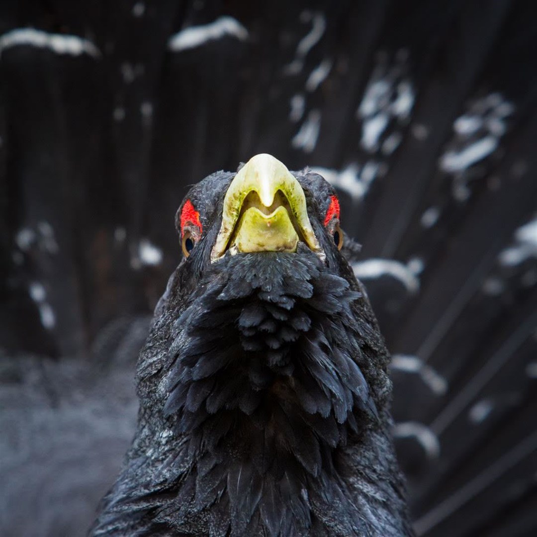One of Andy Howard's photos.
