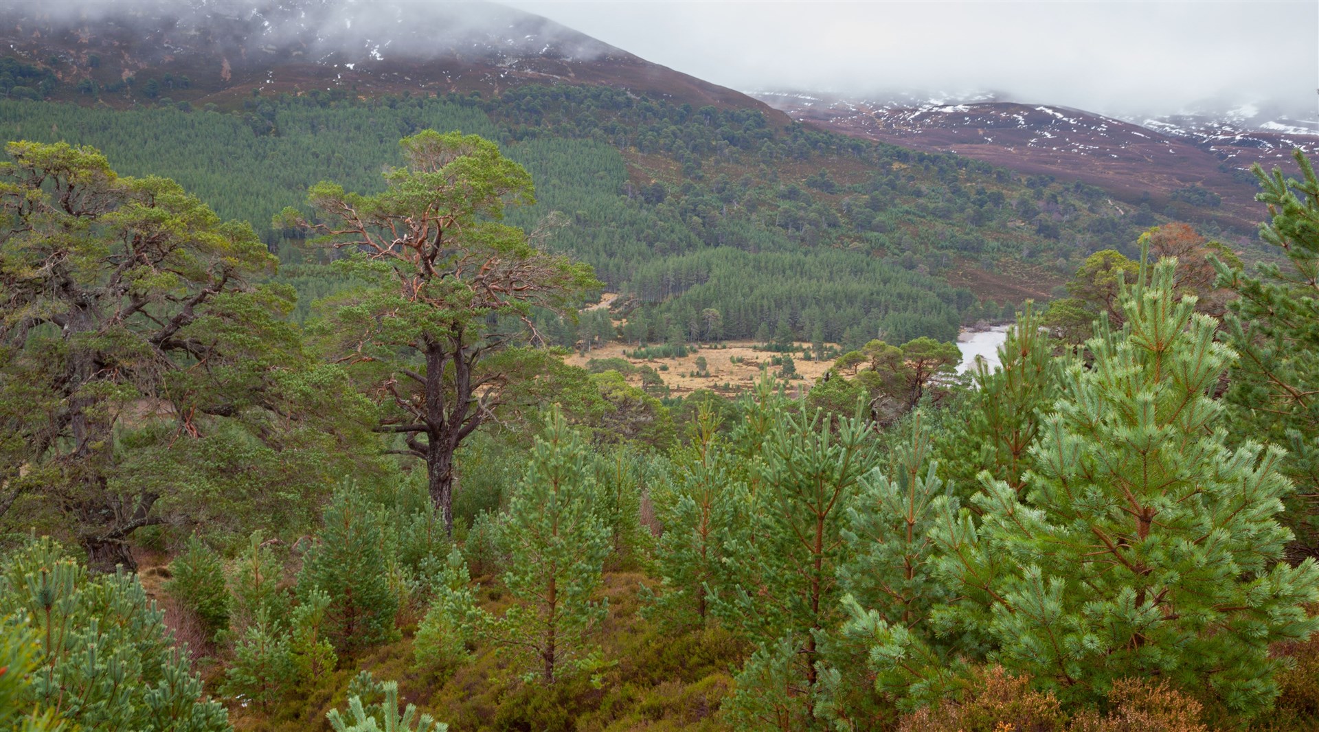 There is a 200-year vision for the rewilding of Glenfeshie.