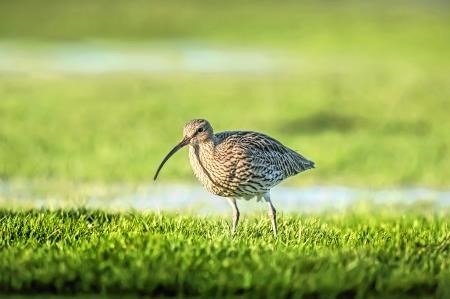 Concerns are rising for the future of curlew in Scotland