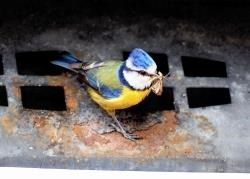 Who had this bird-brained idea?