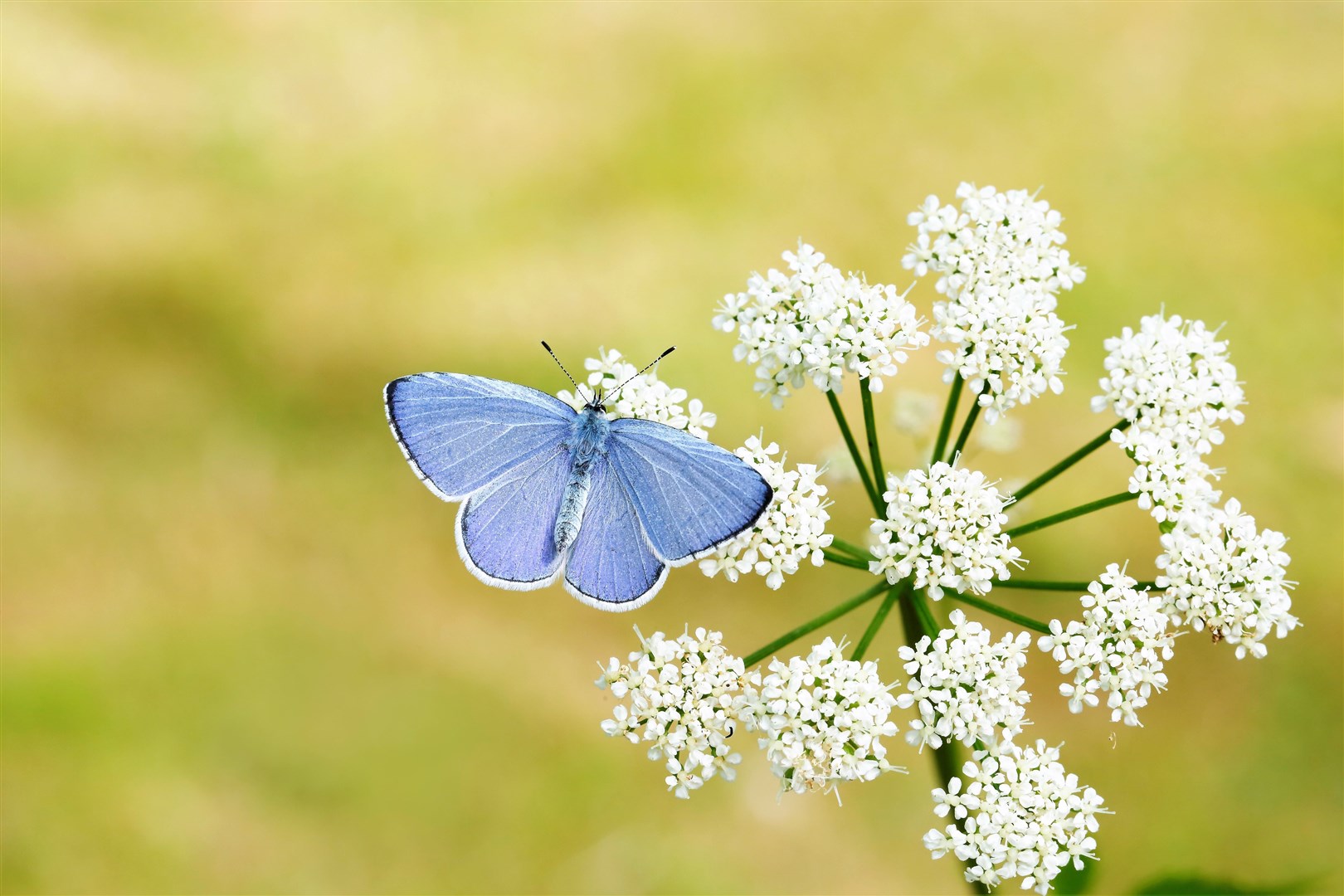 Holly Blue butterfly. Picture: Iain H Leach