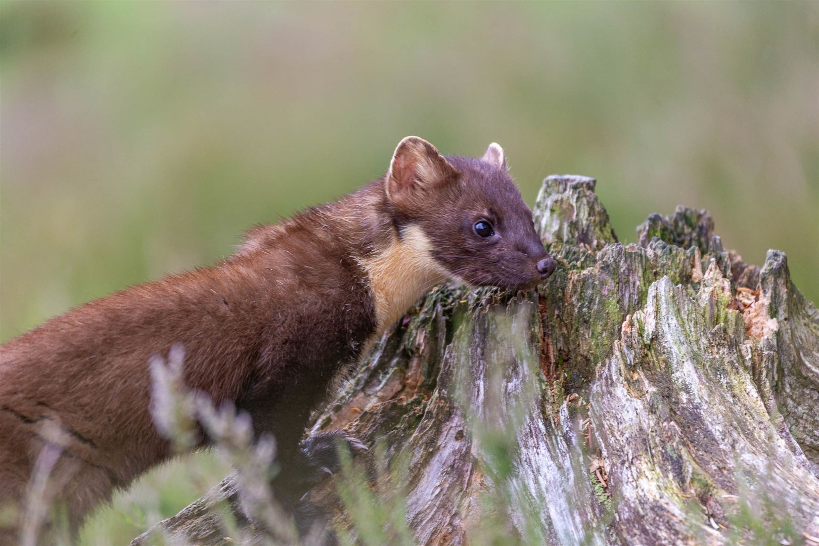 The pine marten has been at the centre of much debate in recent years in Badenoch and Strathspey.