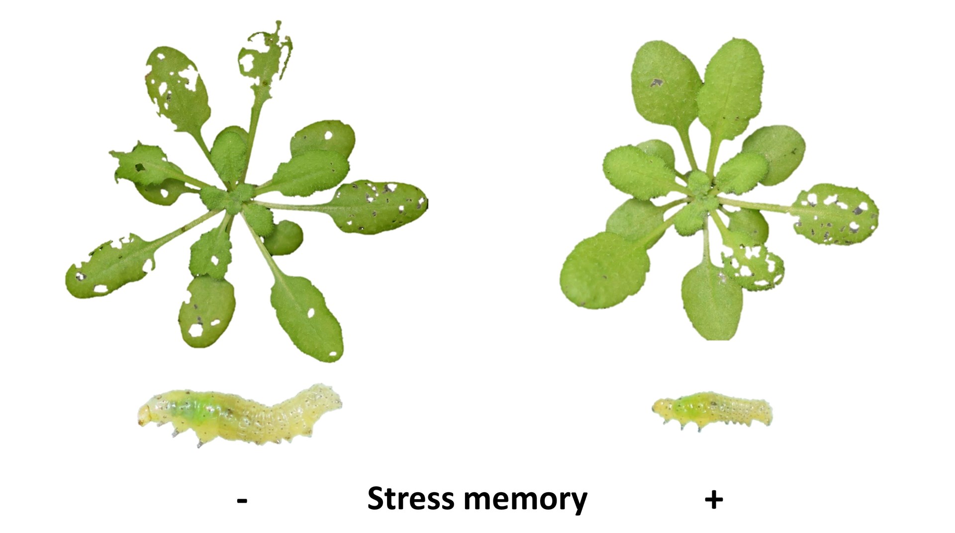 Thale cress that had been treated with the hormone jasmonic acid (right) were stronger against caterpillars than those without (left) (handout/University of Sheffield/PA)