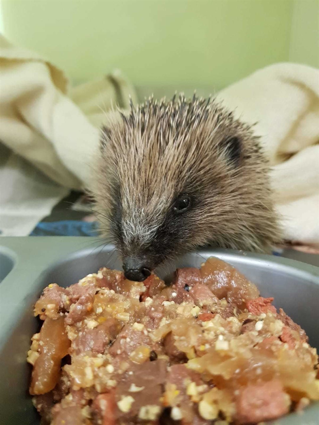 A healthy hedgehogger!