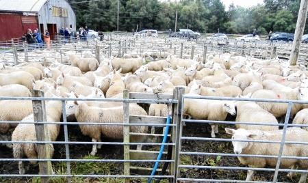 Lairg Lamb Sales, Lamb Sales, Lambs, Lairg Auction Mart, Lairg