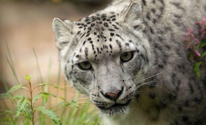 Sadly missed: Kincraig's snow leopard