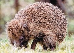 Hedgehogs are often found dead on roads.