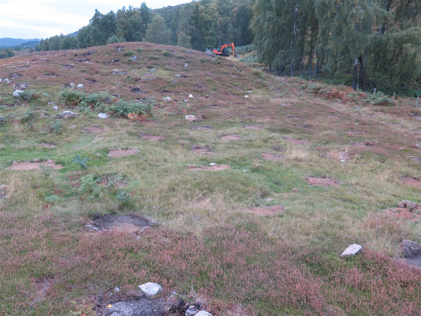Scraped patches ready for planting on BrewDog's Kinrara Estate.