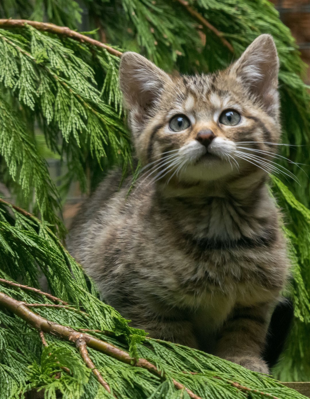 Wildcat kitten at the Highland Wildlife Park.