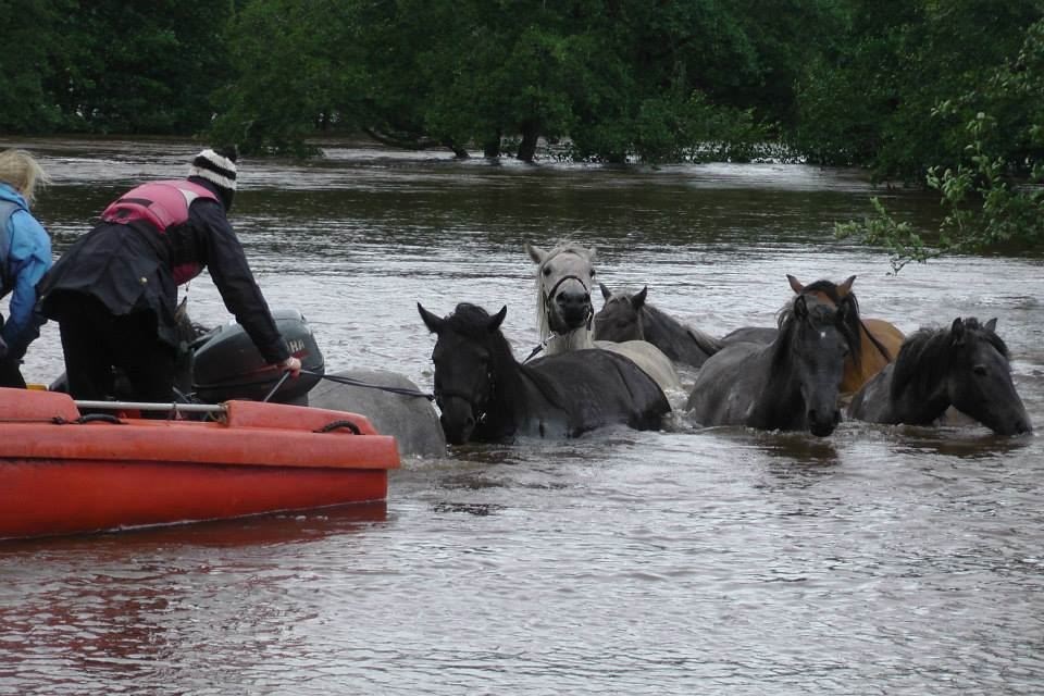 Horses being rescued during flooding in 2014, below the Spey Bridge next to the 'Dell'