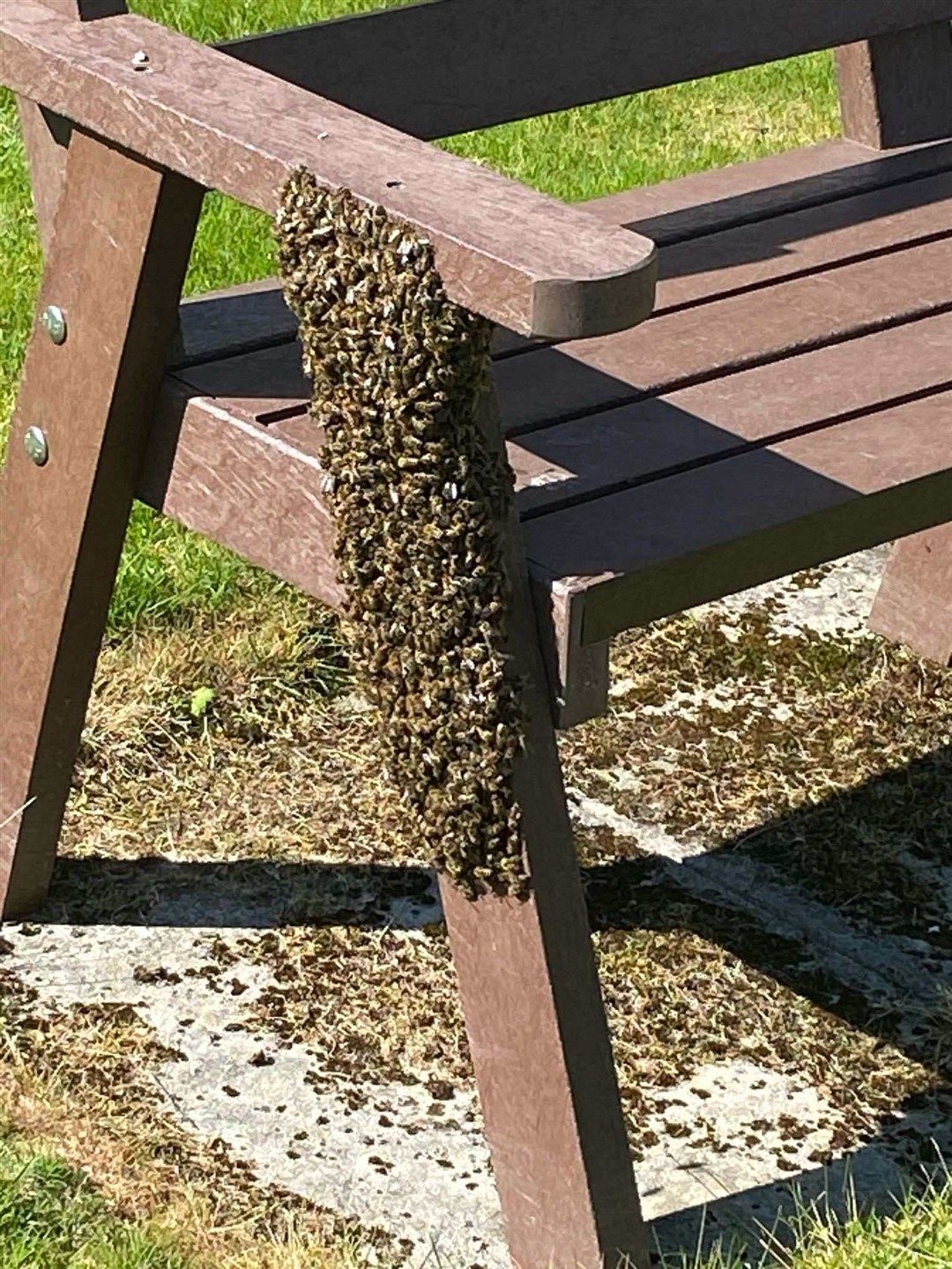 CAREFUL WHERE YOU SIT: The swarm which was safely cleared yesterday afternoon by experts in Aviemore