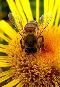 A new strategy has been launched to help pollinators