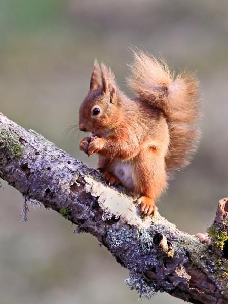 Badenoch and Strathspey is a stronghold for one of Scotland's best loved natives