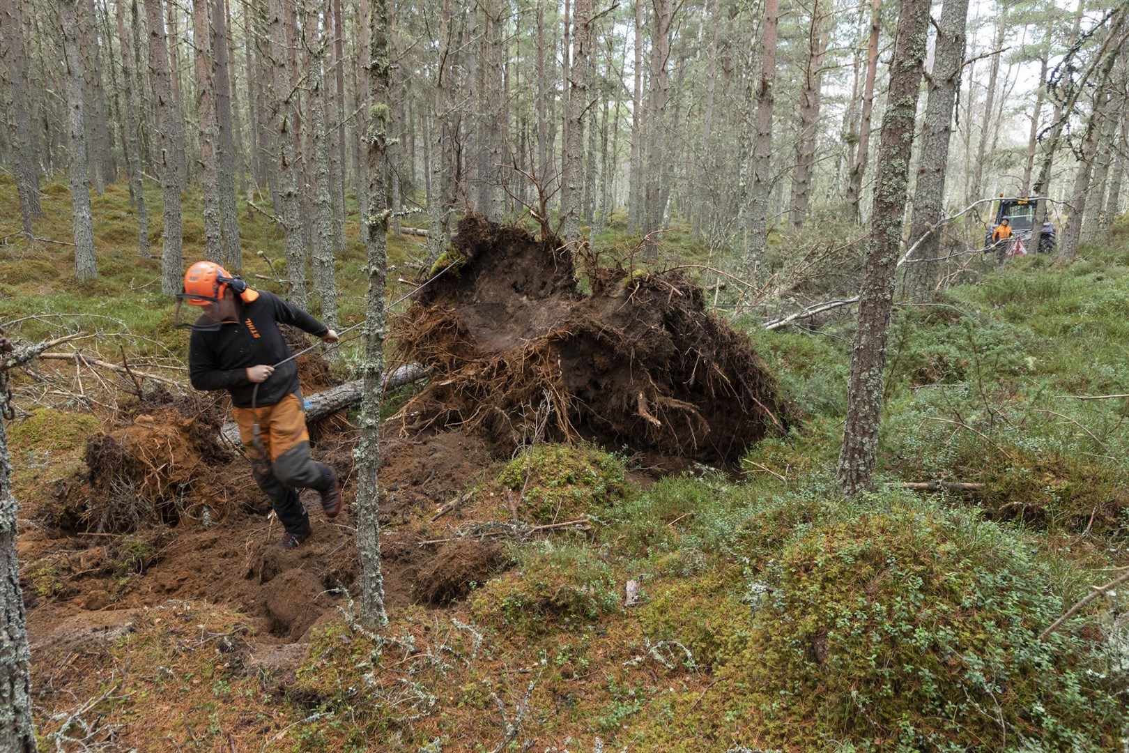 Winching over trees to create lying deadwood, simulating the effects of natural wind-blow in Abernethy Forest. Pictures: scotlandbigpicture.com