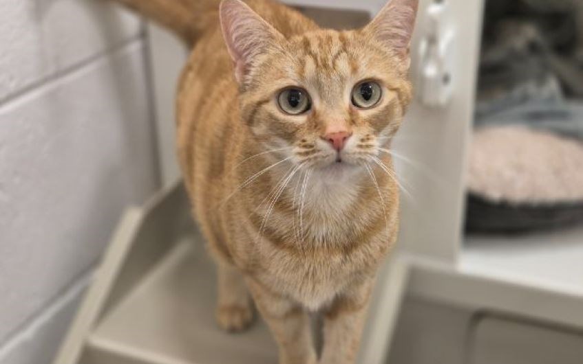 Daisy is looking for her fur-ever home. Picture: SPCA