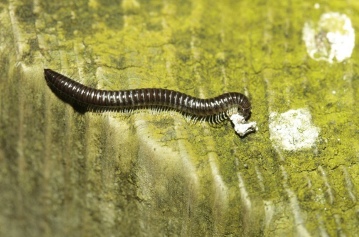 A hungry millipede spotted this month in torchlight in Strathspey having climbed a fence post offering algae and a bird dropping to feed on. Picture: Badenoch and Strathspey Conservation Group.