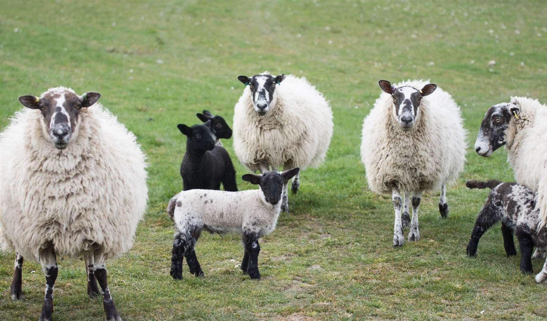 Dog owners are reminded to keep their pets under control and the warning comes at a critical time for farmers as peak lambing period is underway.